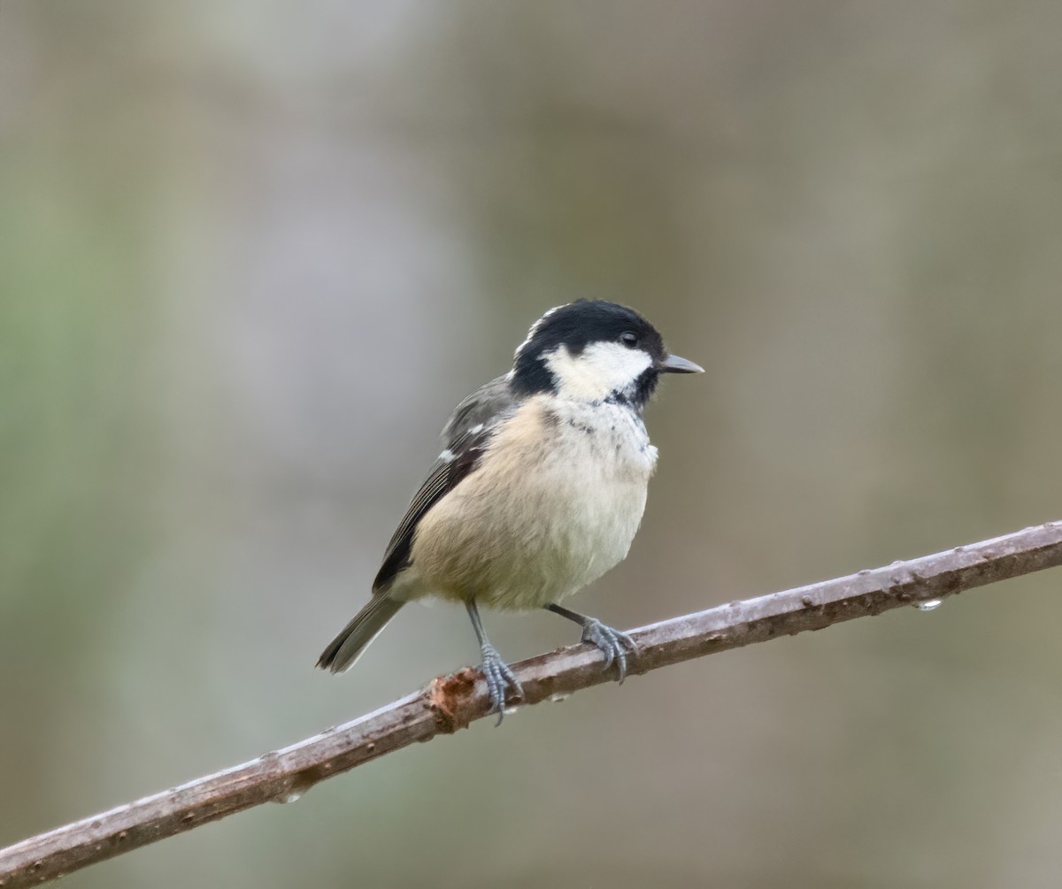 Cincia mora - ML646626464