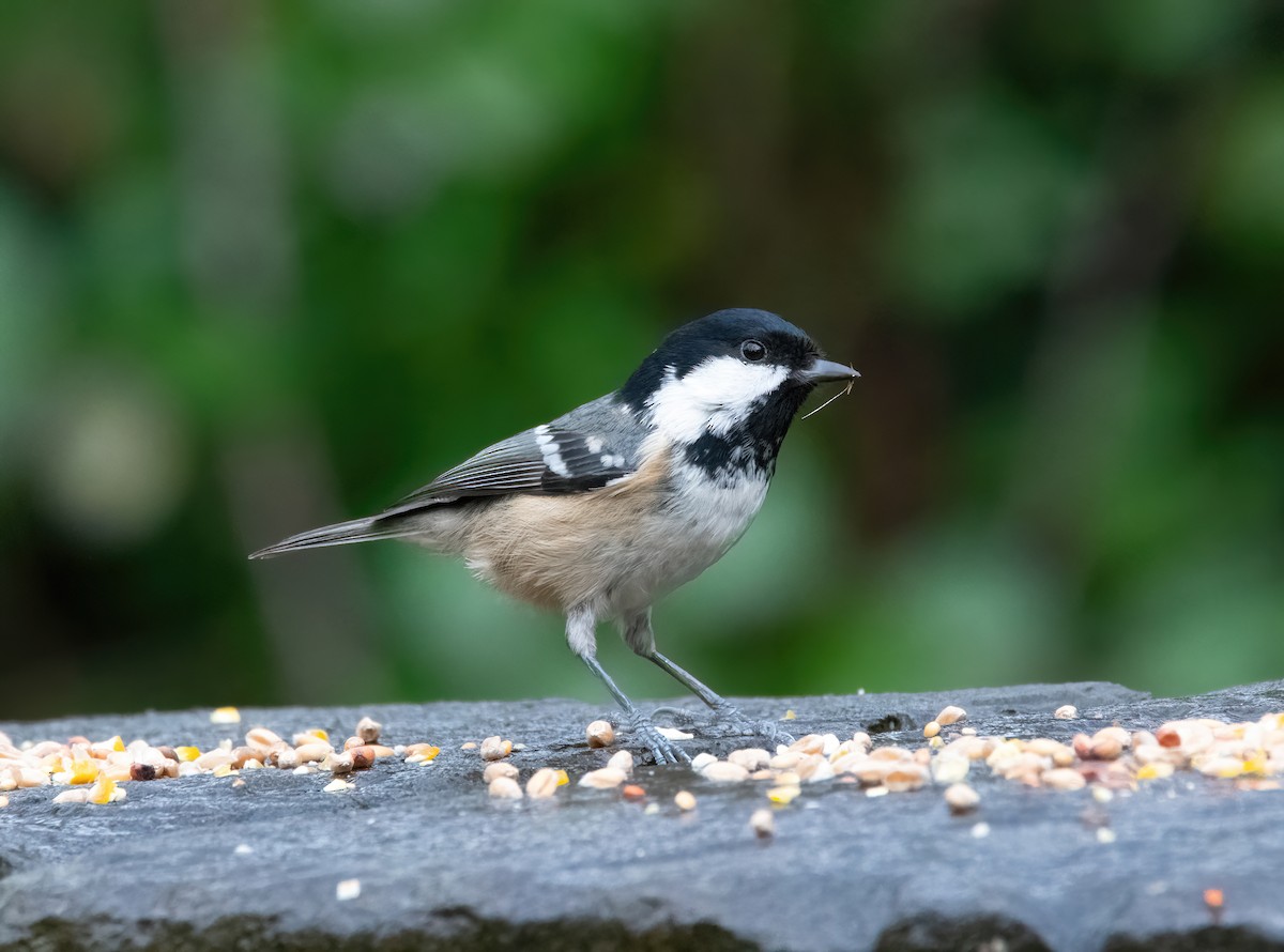 Cincia mora - ML646626465