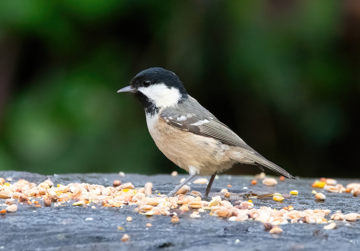 Cincia mora - ML646626466