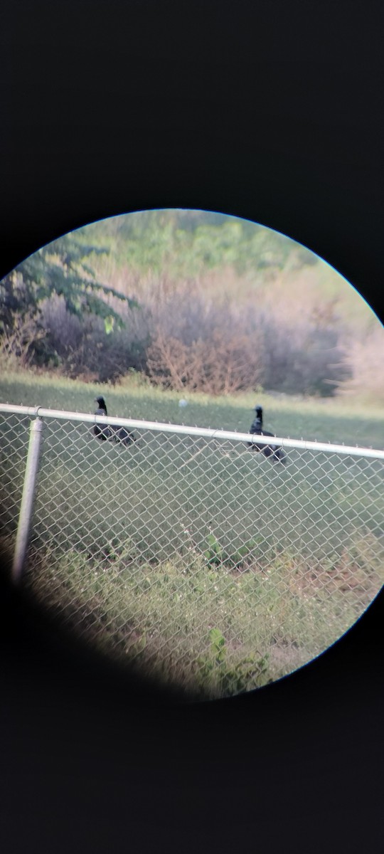 Horned Screamer - ML646626467