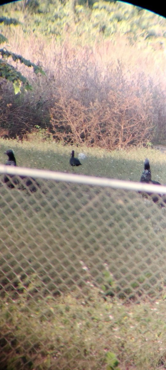 Horned Screamer - ML646626468