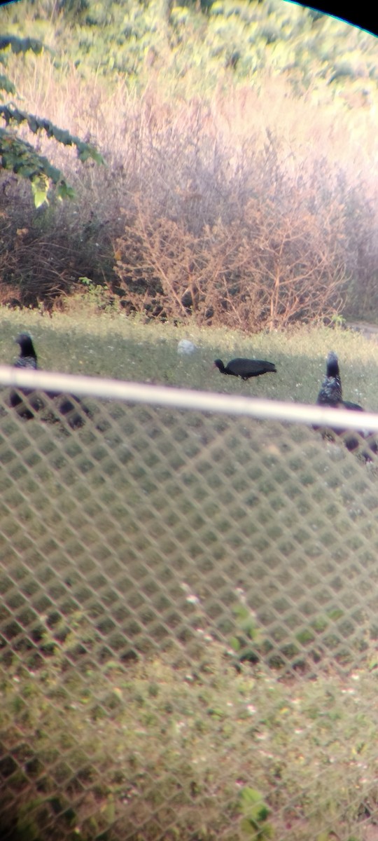 Horned Screamer - ML646626469