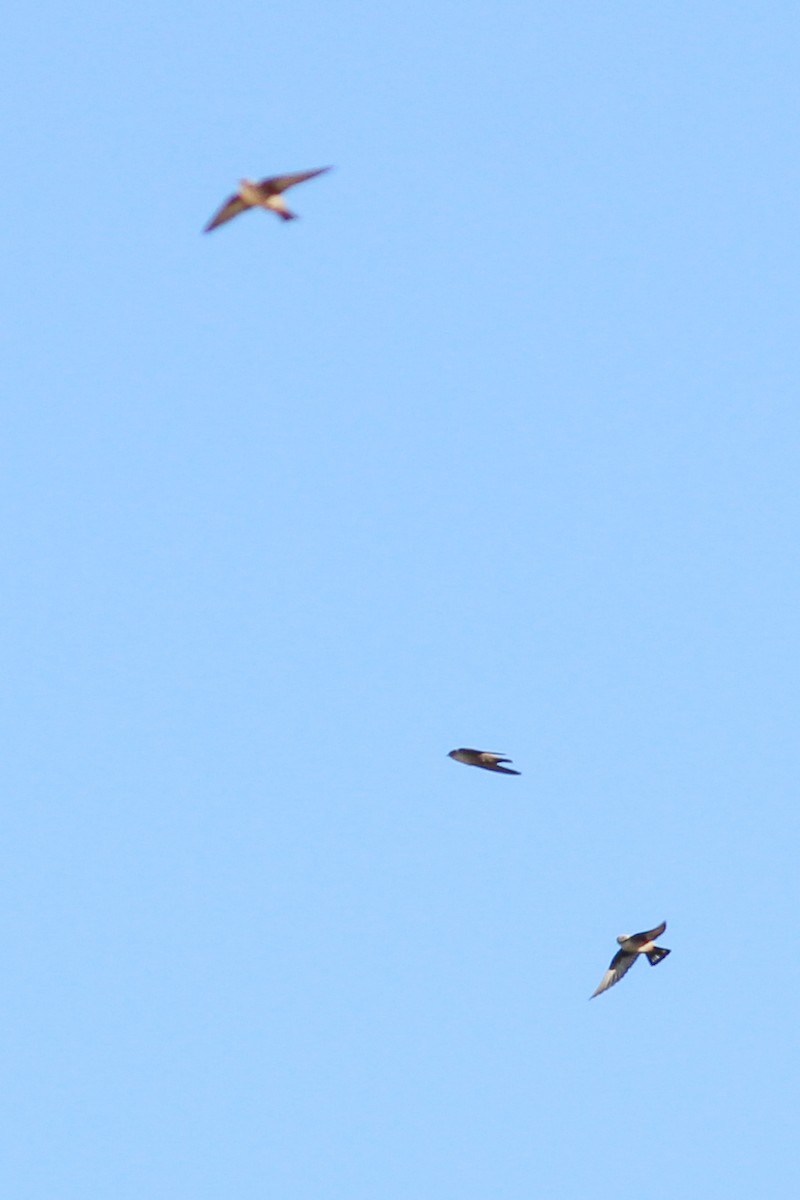 סנונית סלעים - ML646626471