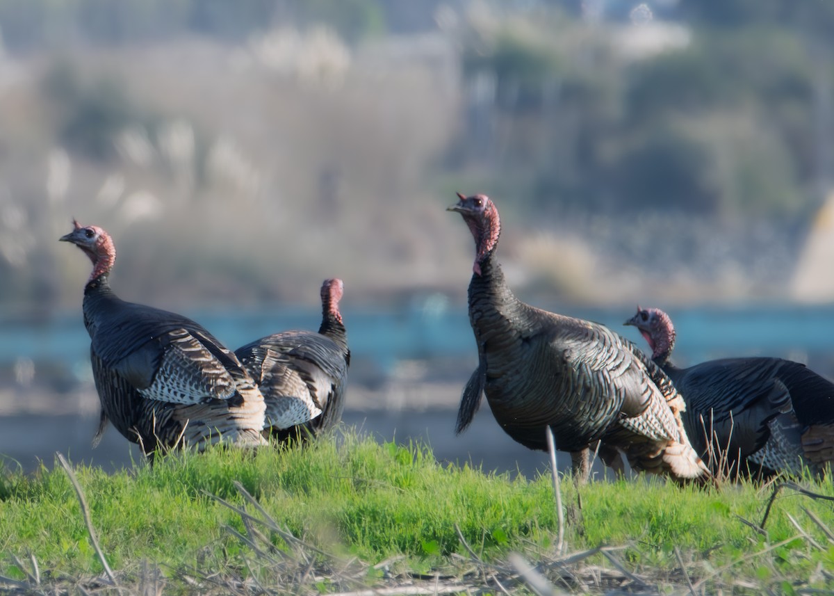 シチメンチョウ - ML646626472