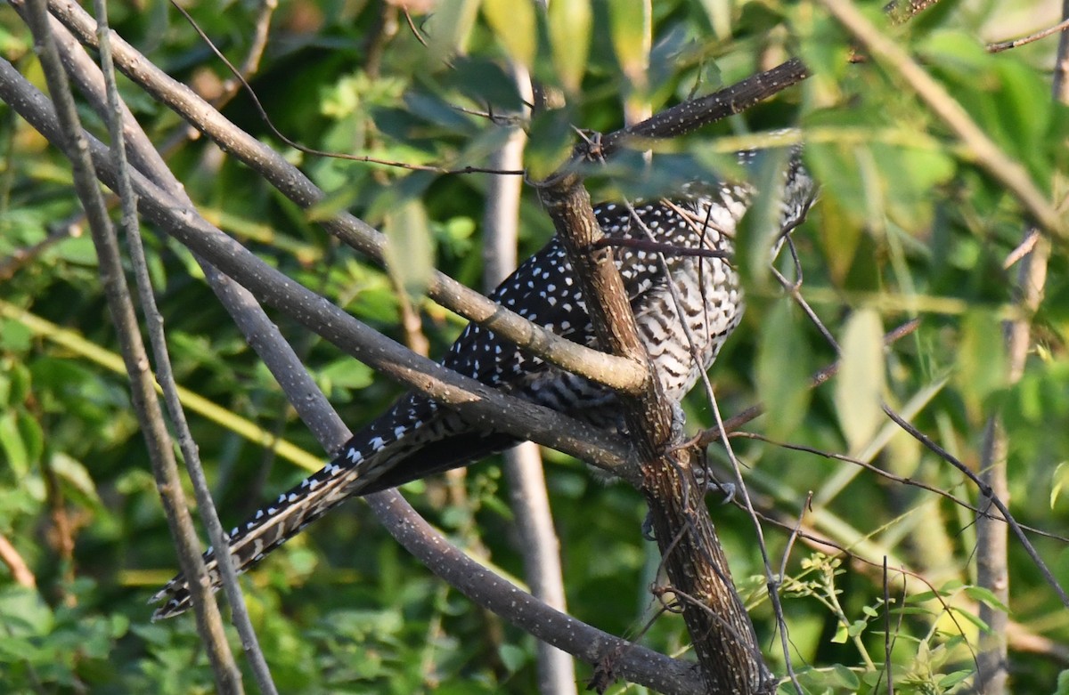 Asian Koel - ML646626473