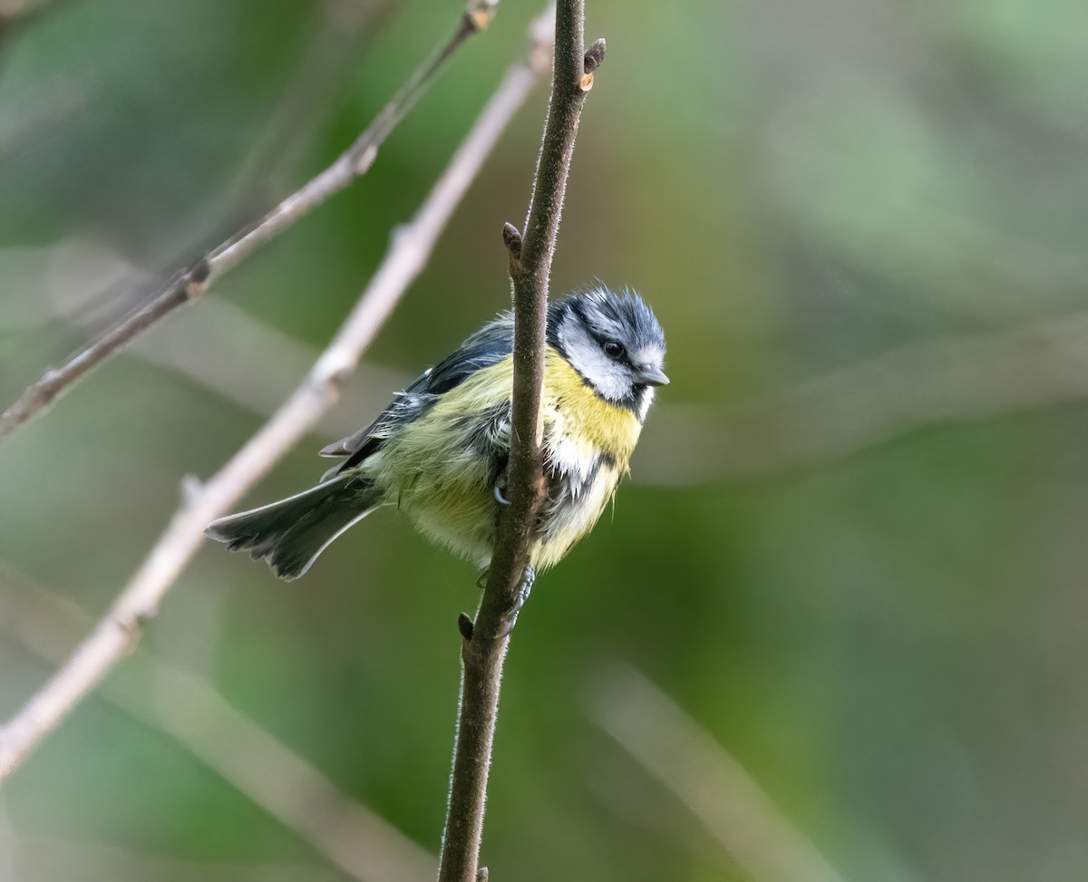 Cinciarella - ML646626475