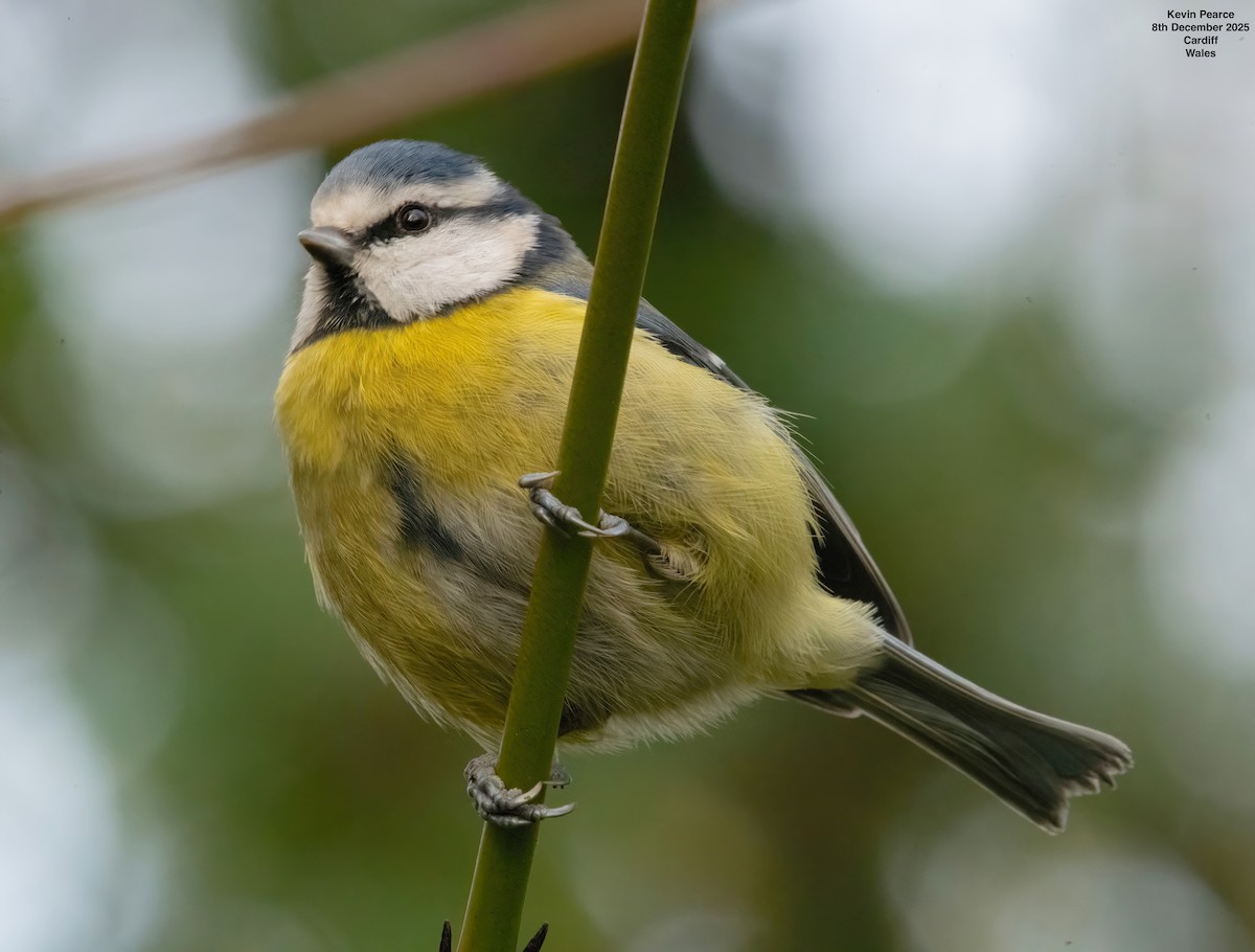 Cinciarella - ML646626476