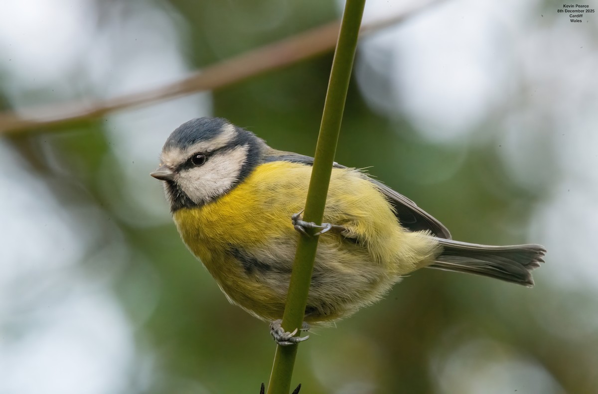 Cinciarella - ML646626477