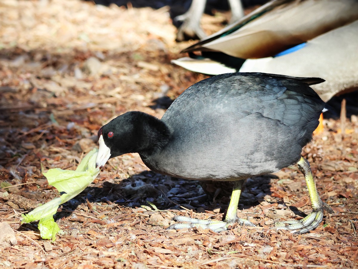 American Coot - ML646626480