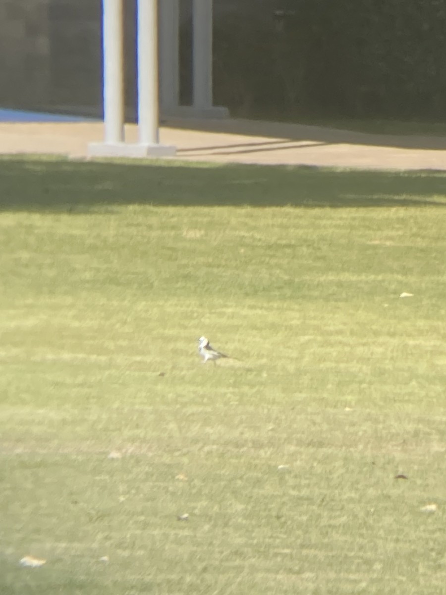 White Wagtail - ML646626481