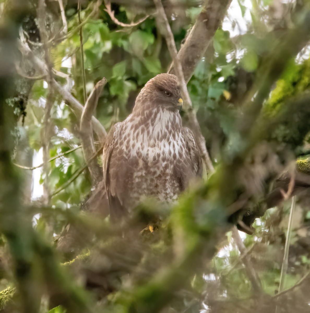 Poiana - ML646626482