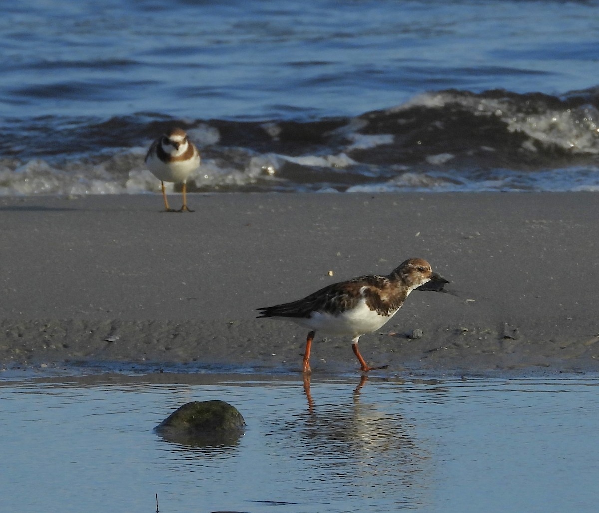キョウジョシギ - ML646626500