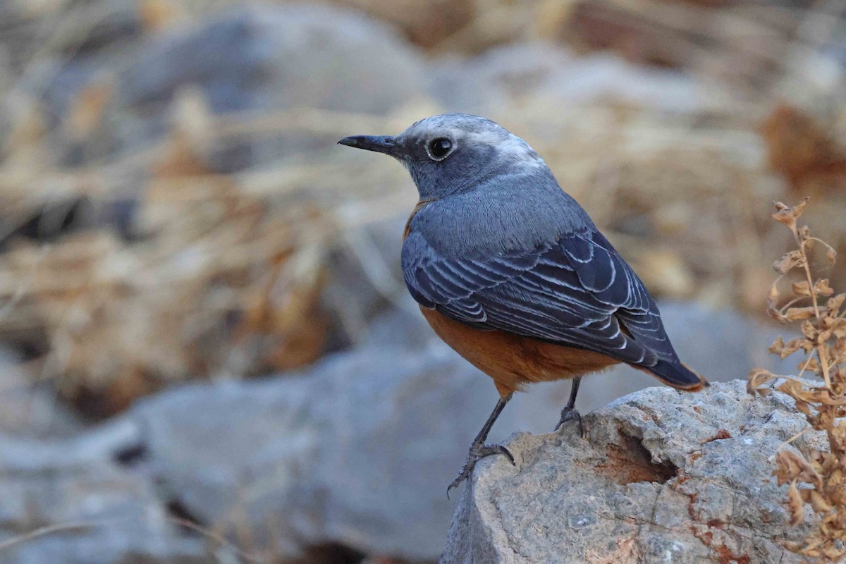 Short-toed Rock-Thrush - ML646626501