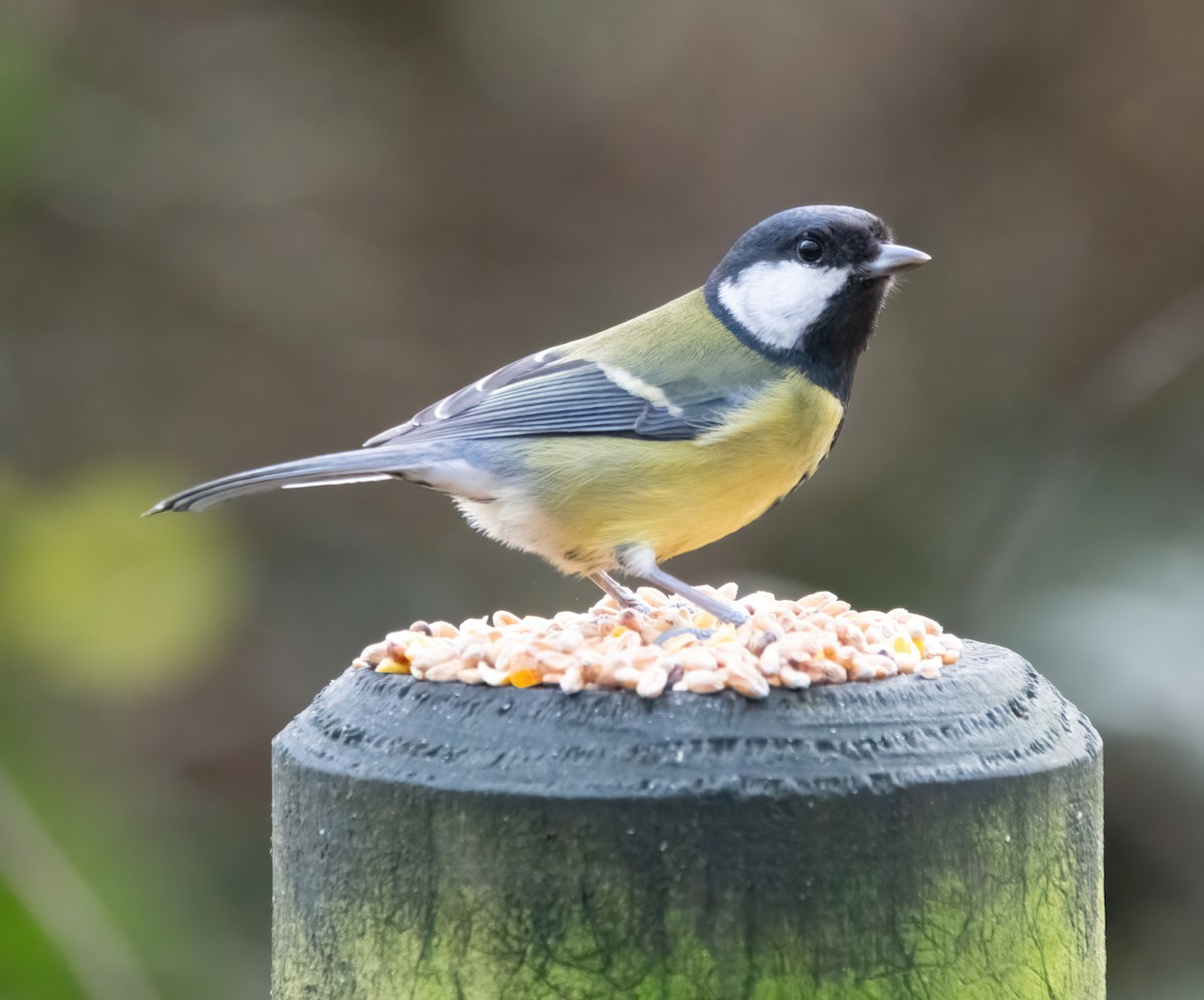 Cinciallegra - ML646626504