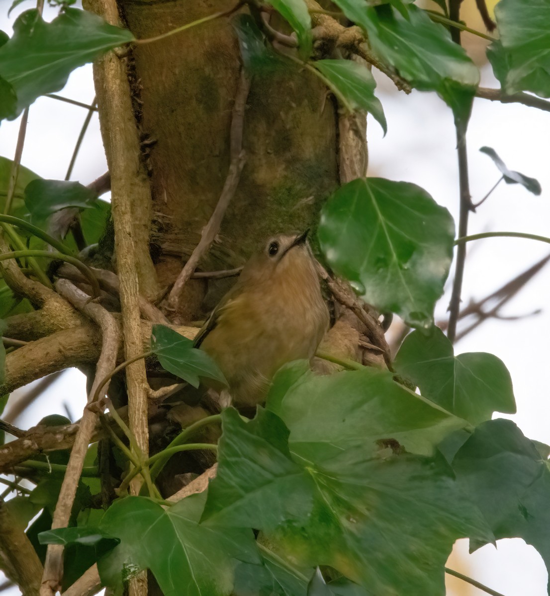 Regolo - ML646626508