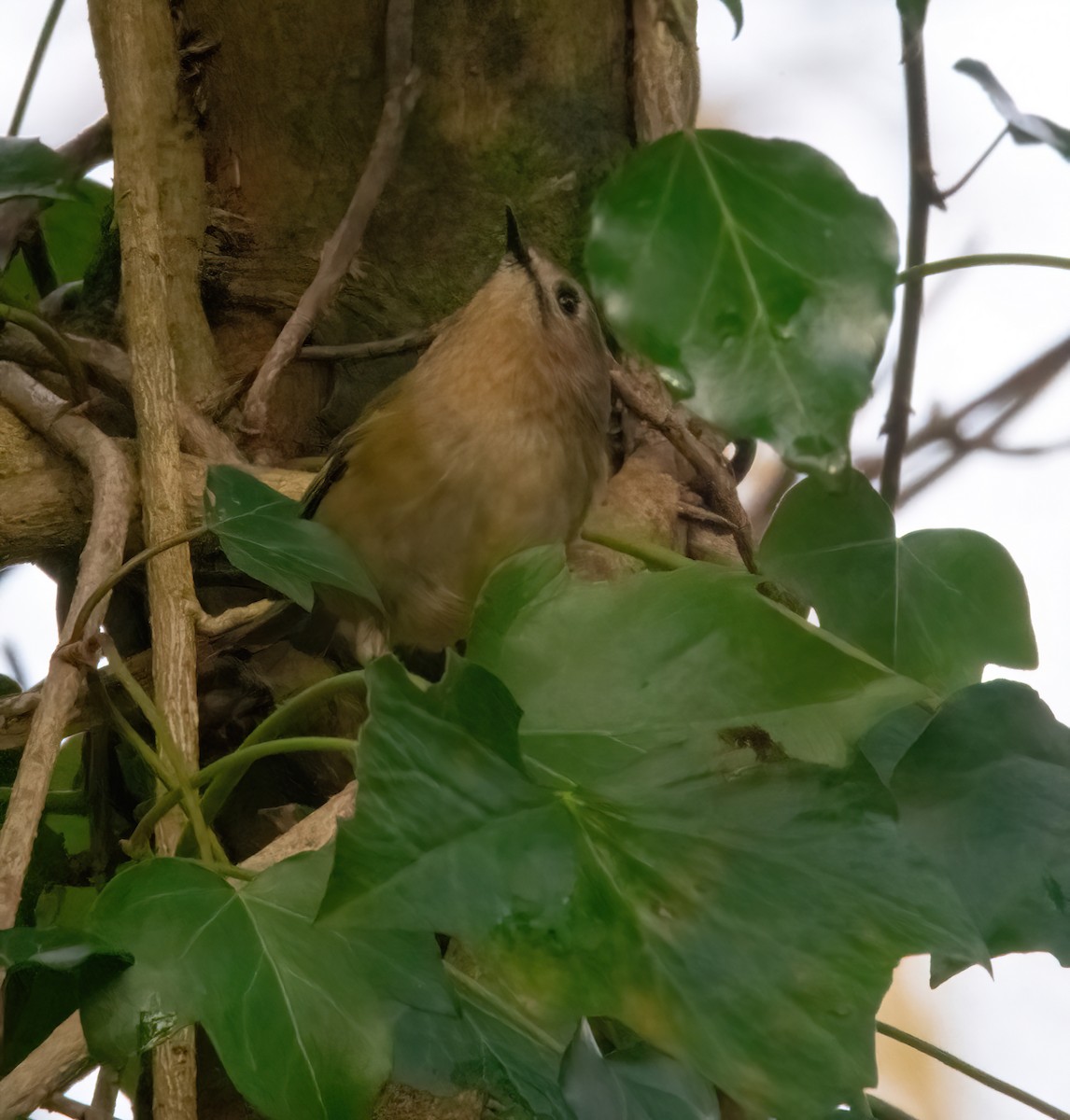 Regolo - ML646626509