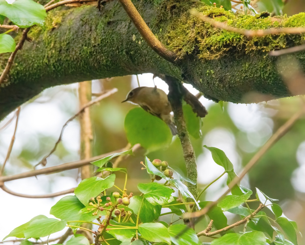 Regolo - ML646626510