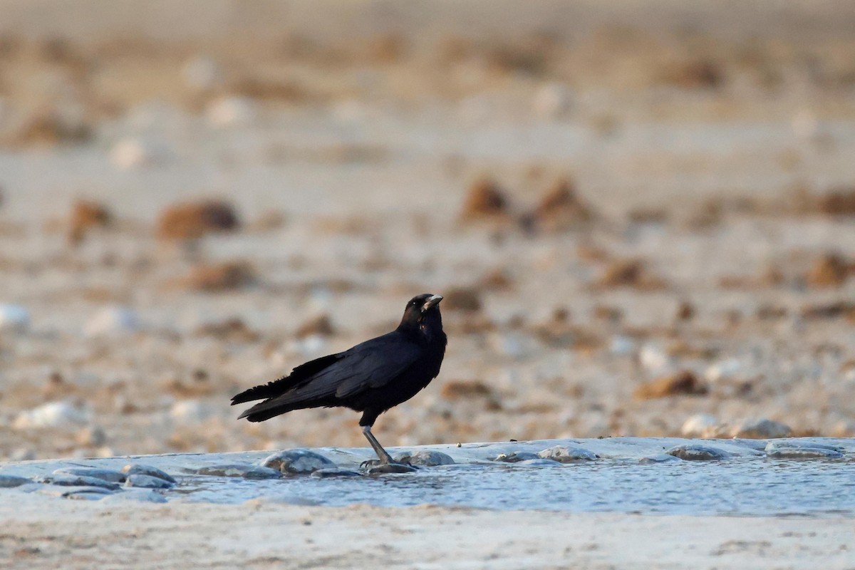 Cape Crow - ML646626511