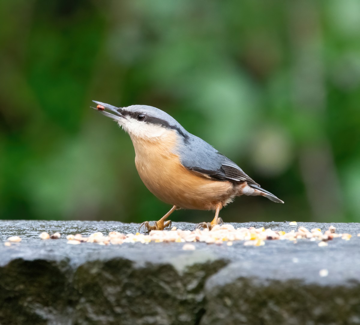 Повзик звичайний - ML646626519