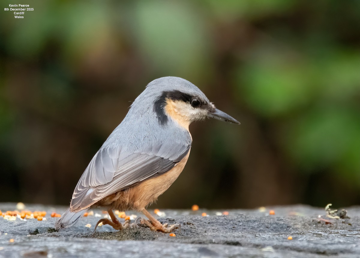 Повзик звичайний - ML646626520