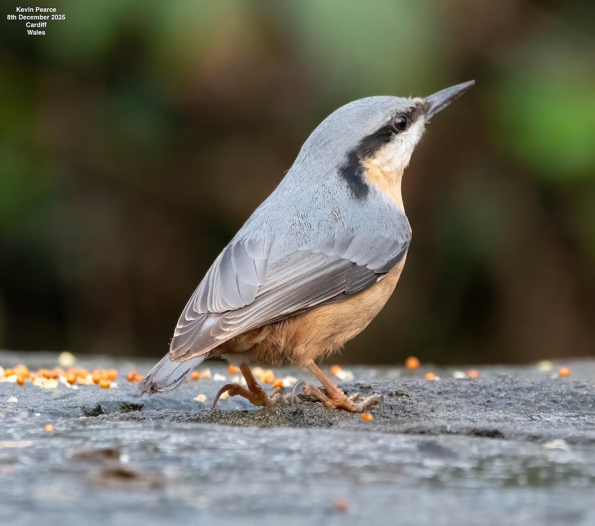 Повзик звичайний - ML646626521