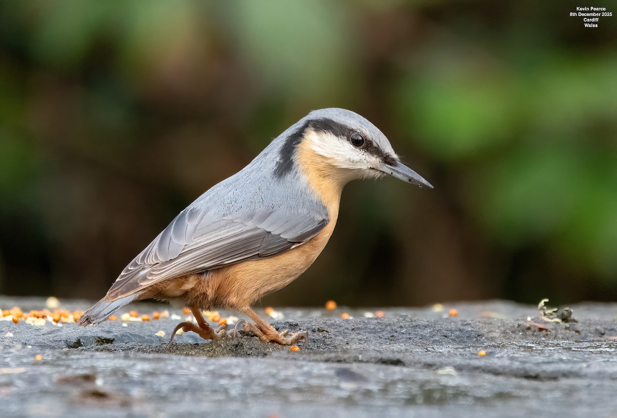 Повзик звичайний - ML646626522