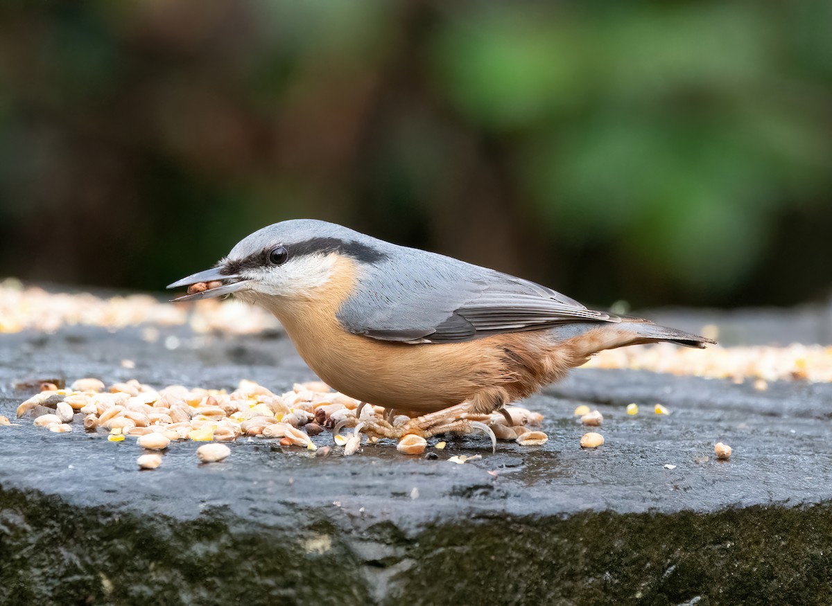 Повзик звичайний - ML646626523