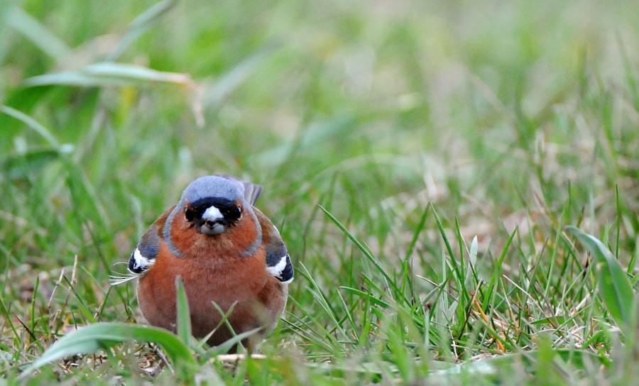 Fringuello - ML646626524