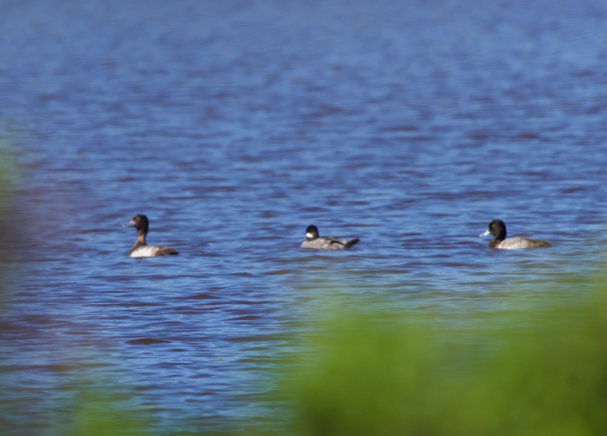 Bufflehead - ML646626525