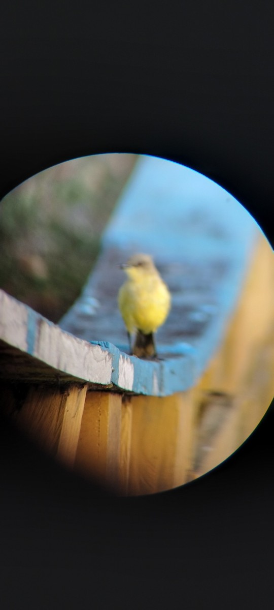 Cattle Tyrant - ML646626530