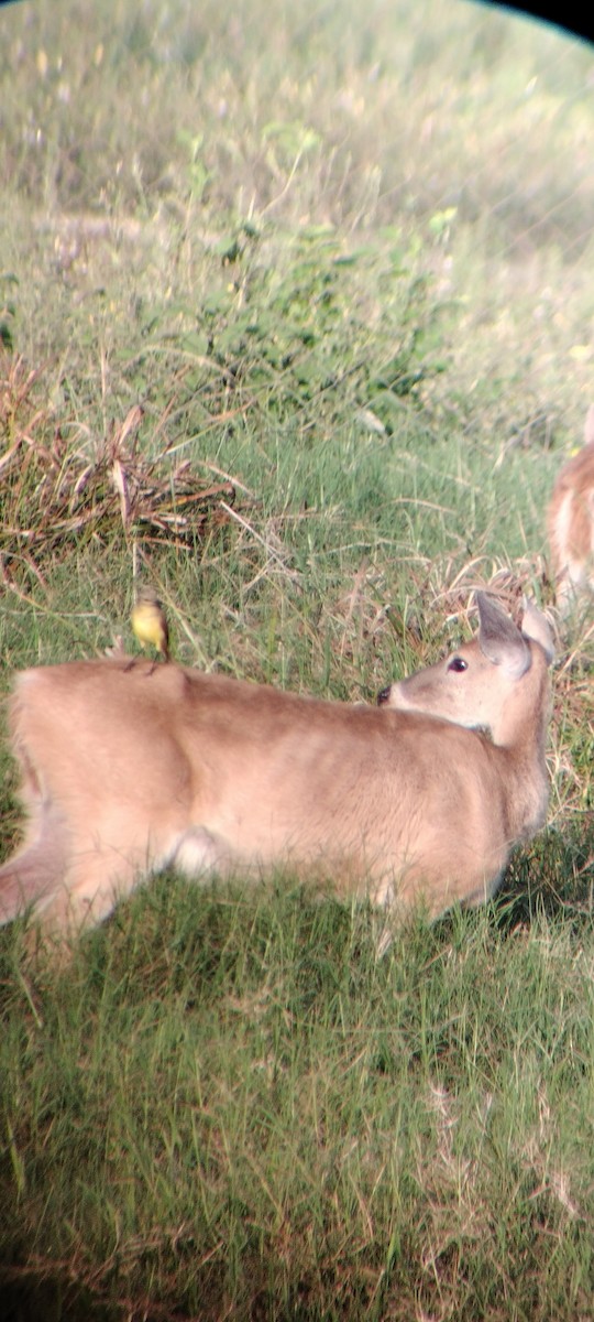Cattle Tyrant - ML646626536