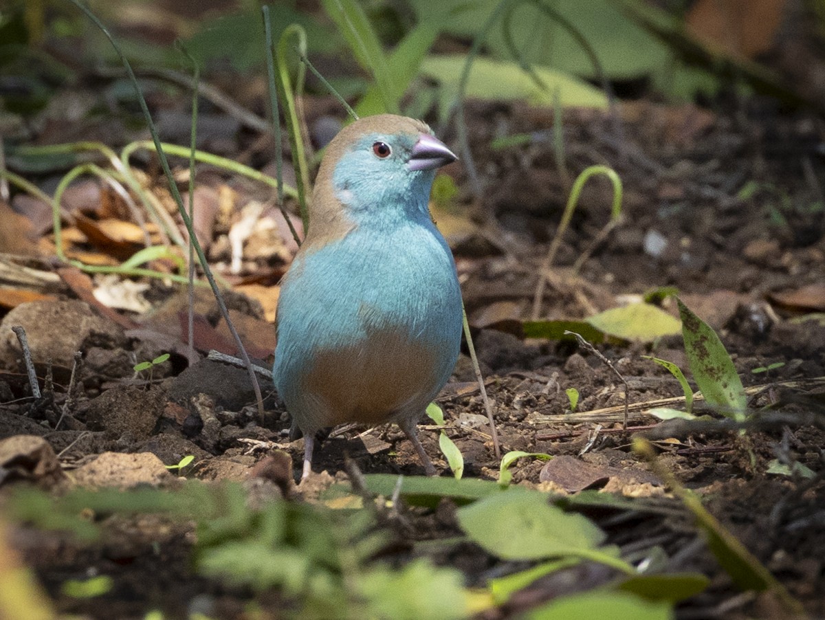フナシセイキチョウ - ML646626537