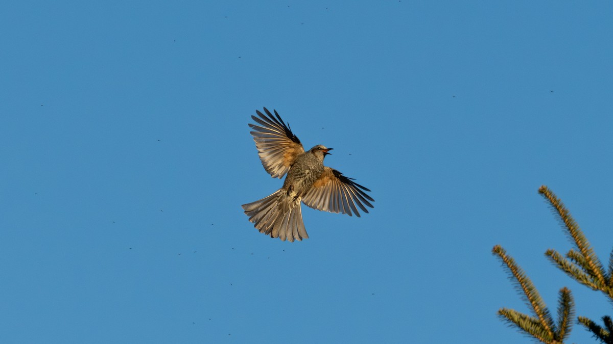 brunørebylbyl - ML646626542