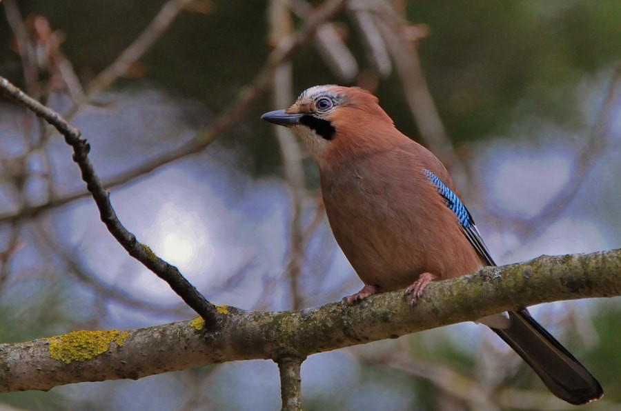 Ghiandaia - ML646626544