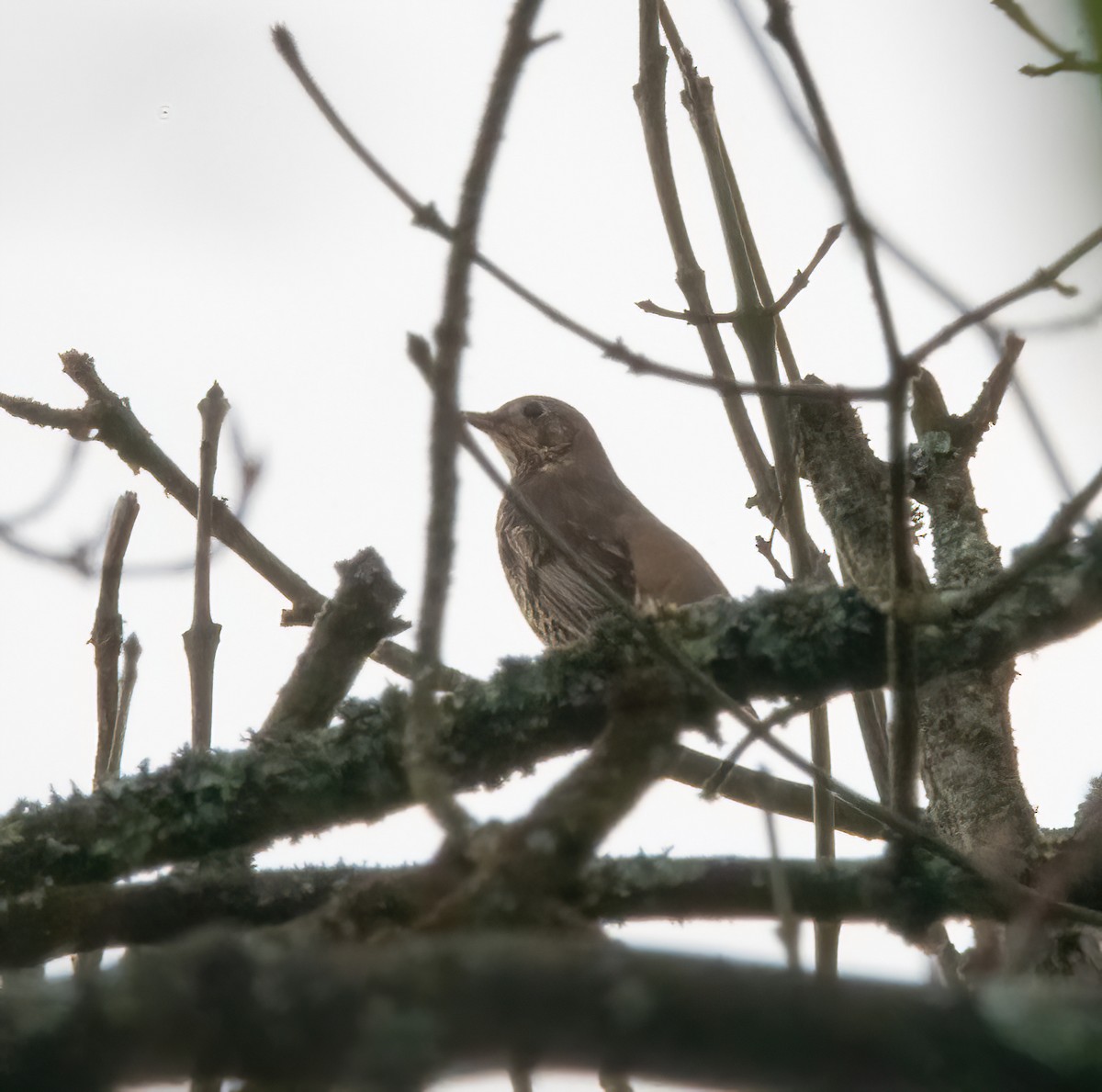 Tordela - ML646626553