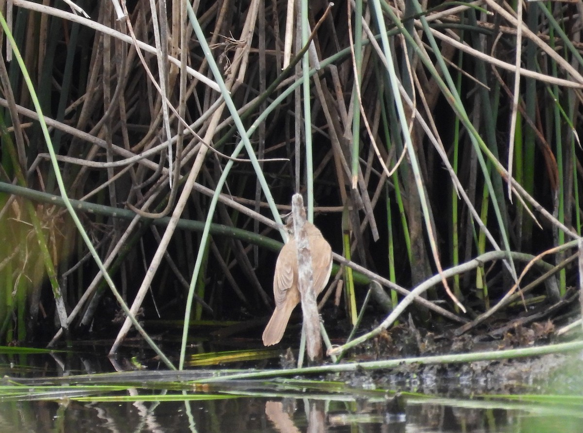 Australian Reed Warbler - ML646626554