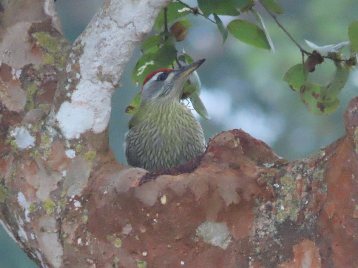 pilspisspett - ML646626555