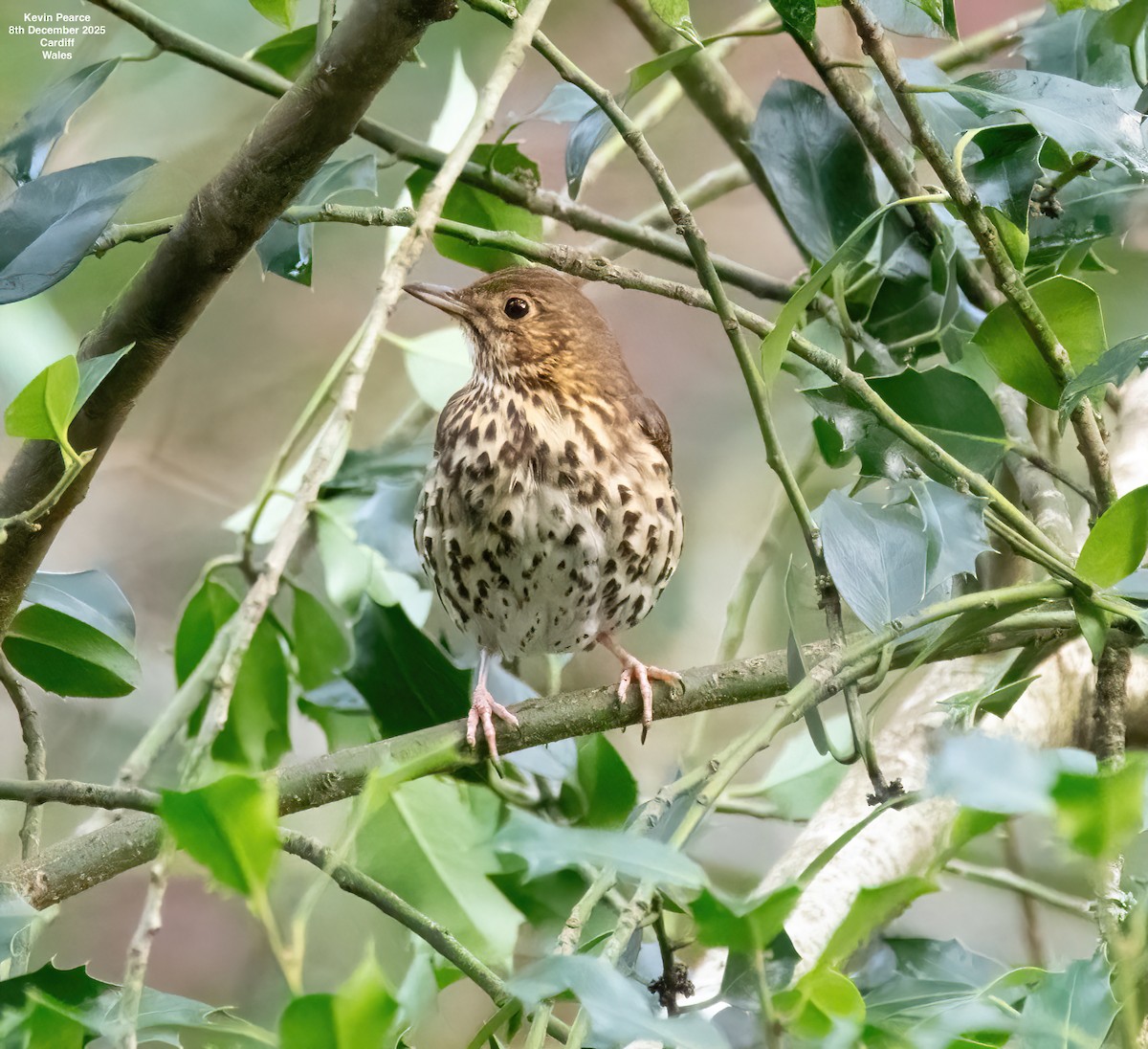 Tordo bottaccio - ML646626556