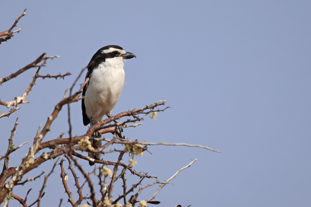 Фискал-прокурор - ML646626558