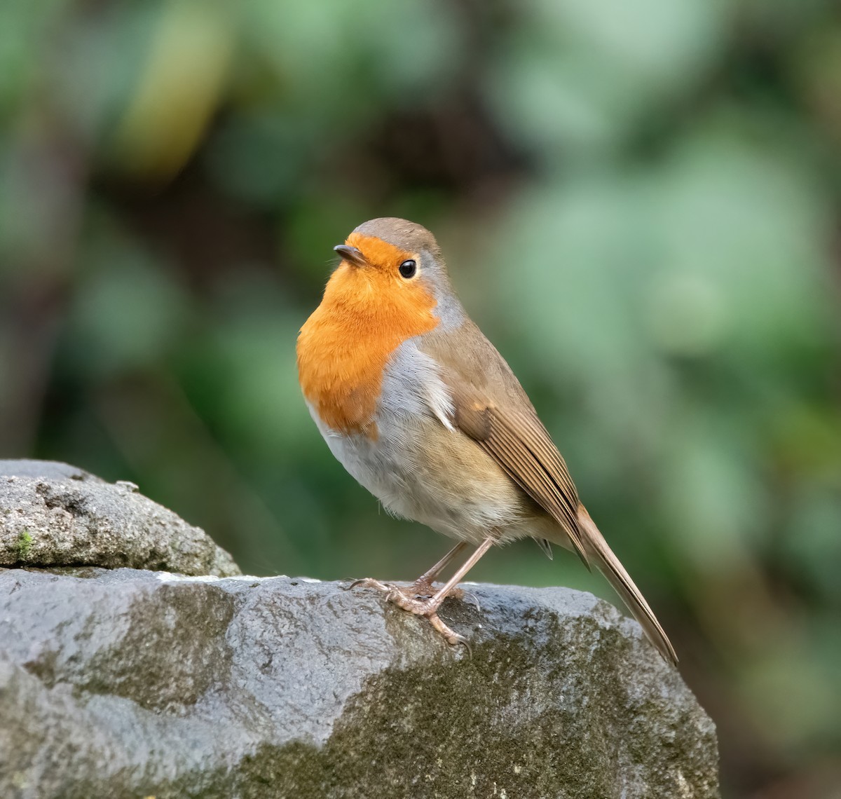 Pettirosso - ML646626559