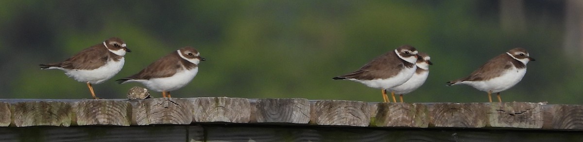 ミズカキチドリ - ML646626561