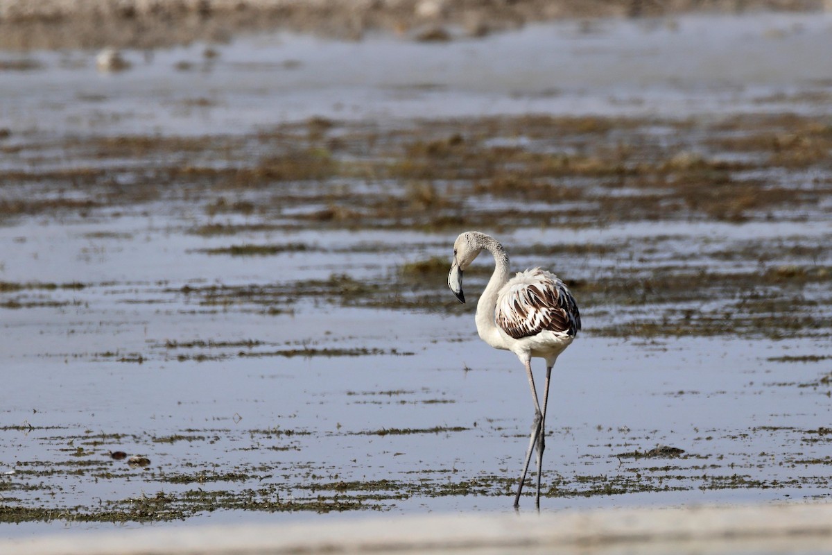 Розовый фламинго - ML646626562