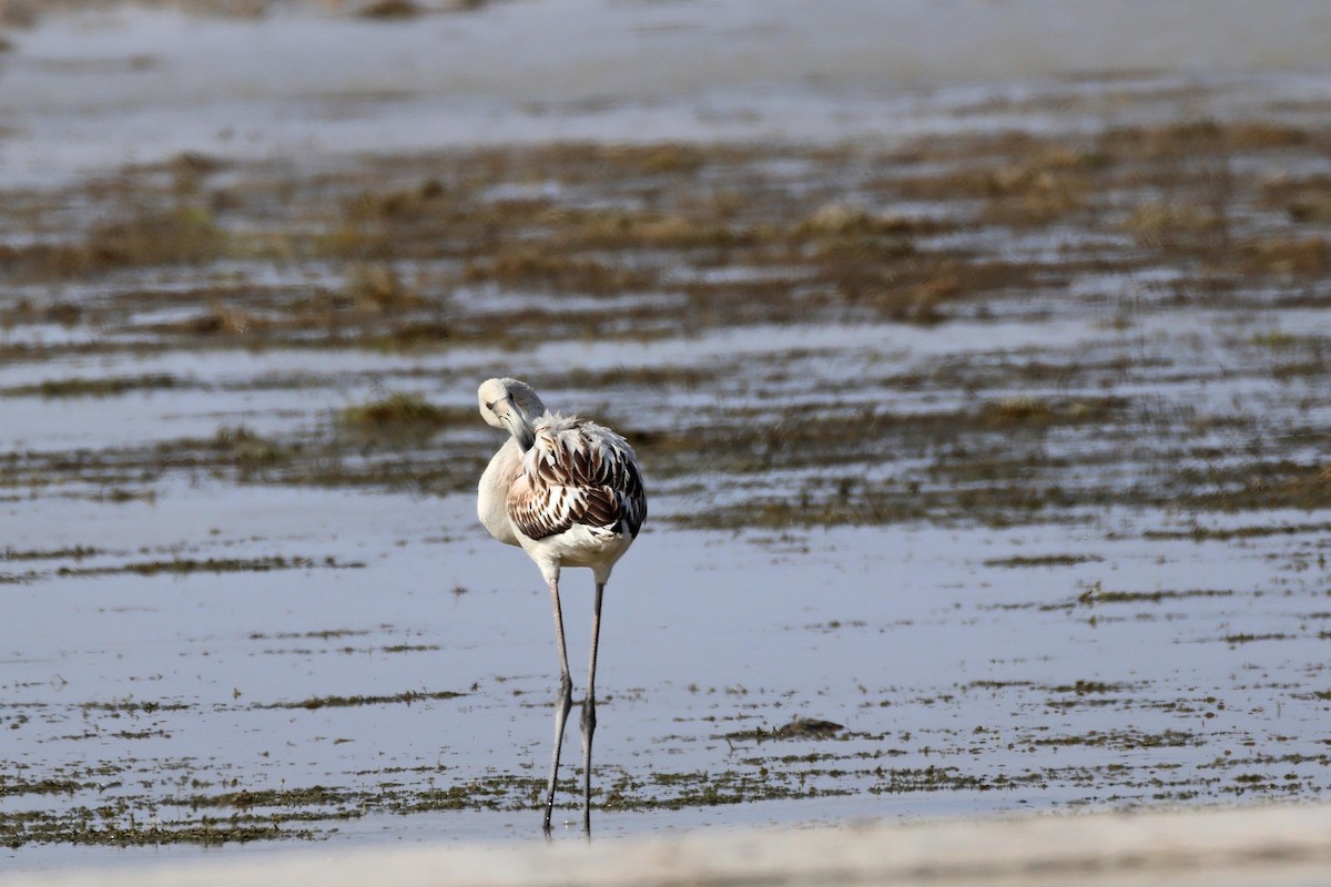 Розовый фламинго - ML646626563