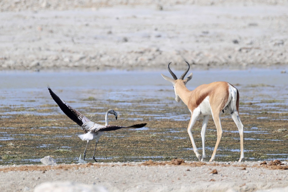 Розовый фламинго - ML646626564