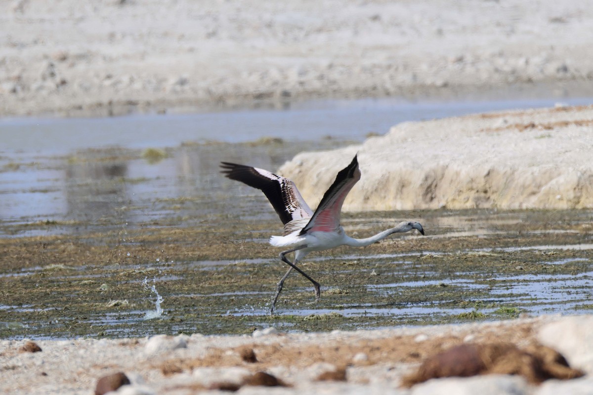 Розовый фламинго - ML646626565