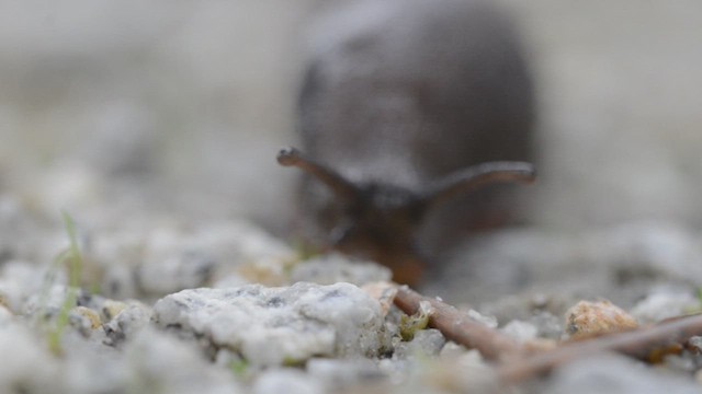 Arion Slugs - ML646626566