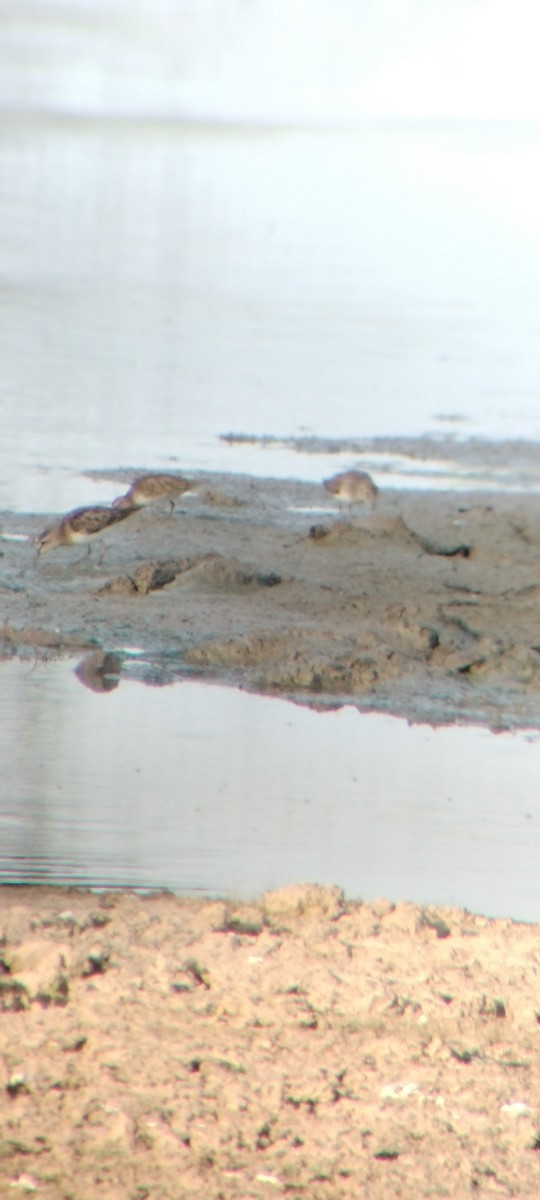 Улит-отшельник - ML646626567