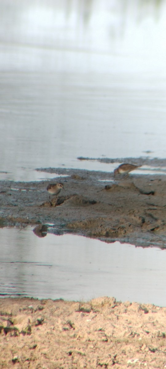 Einsiedelwasserläufer - ML646626570