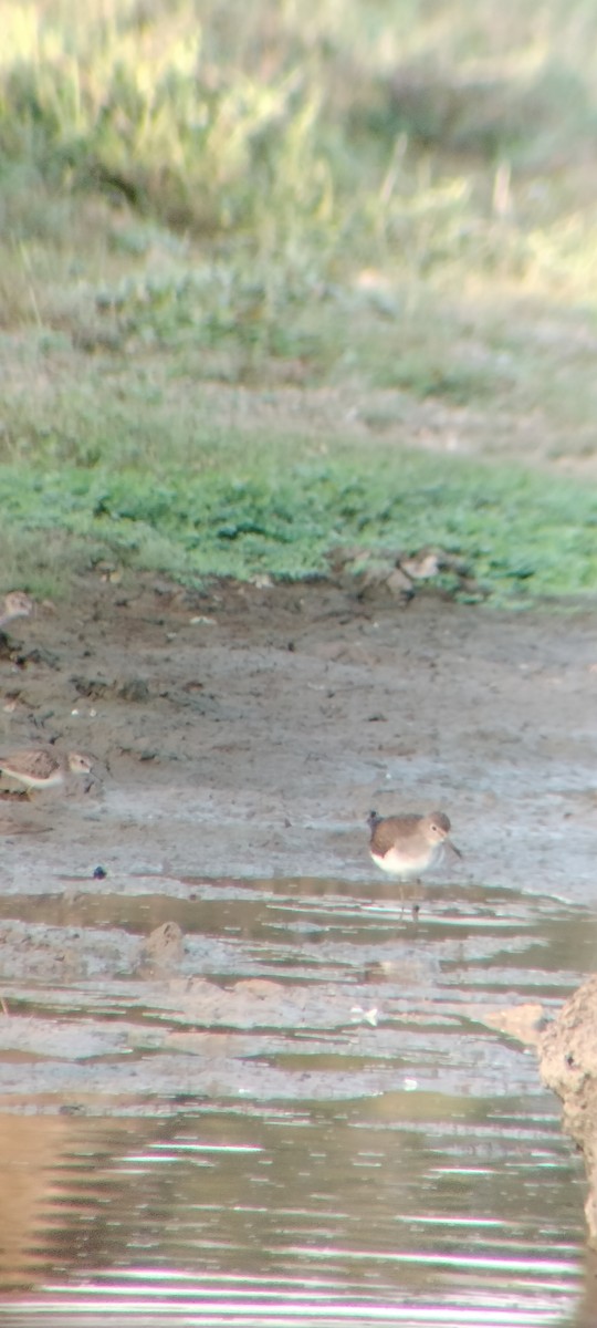 Einsiedelwasserläufer - ML646626571