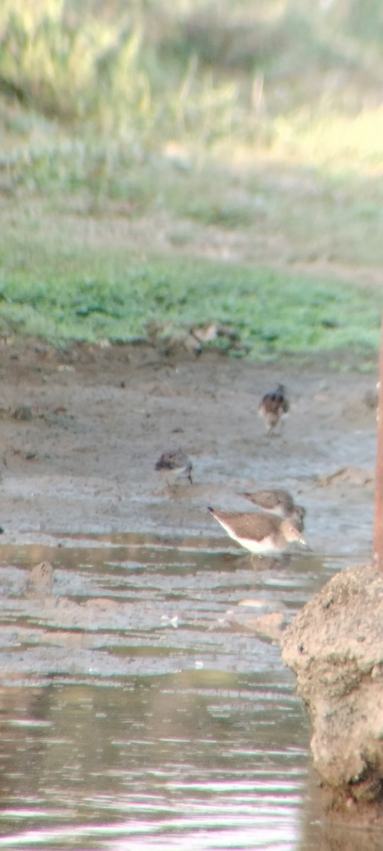 Einsiedelwasserläufer - ML646626573